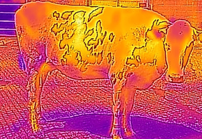 Dairy Cow Heat Stress
