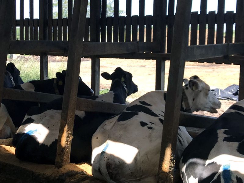 Dairy Cow Heat Stress